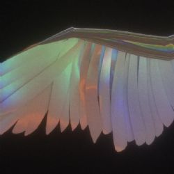 Wings